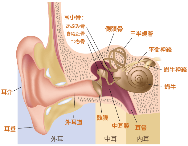 みみの解剖