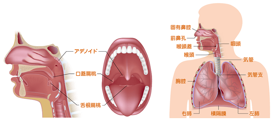 のどの構造